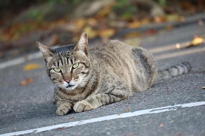 功能全面進化 支援翻轉自拍‧Canon EOS M3