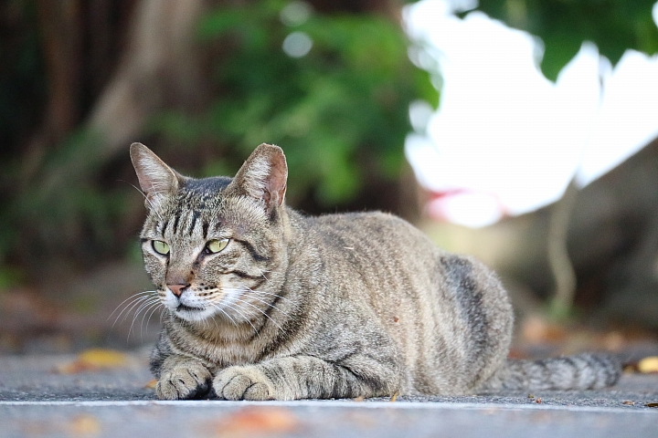 功能全面進化 支援翻轉自拍‧Canon EOS M3
