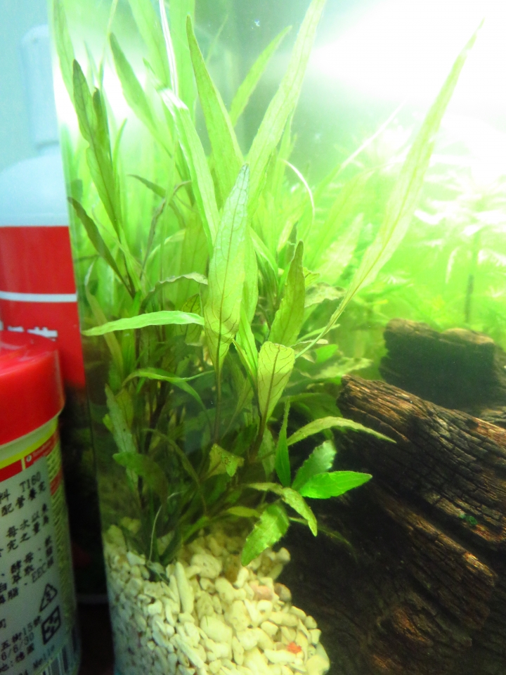 水族新手入門!初試孔雀魚!!
