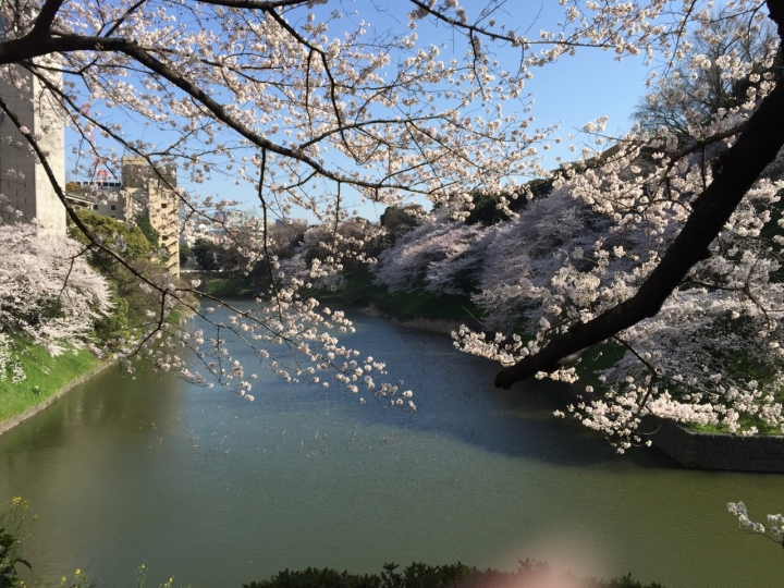 【日本 東京】私房賞櫻景點大公開(上)
