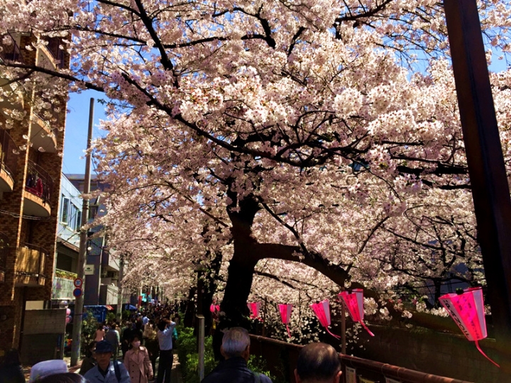 【日本 東京】私房賞櫻景點大公開(上)