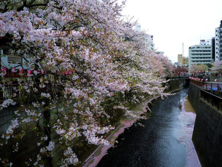 【日本 東京】私房賞櫻景點大公開(上)