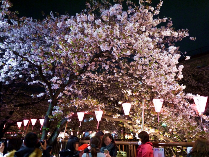 【日本 東京】私房賞櫻景點大公開(上)