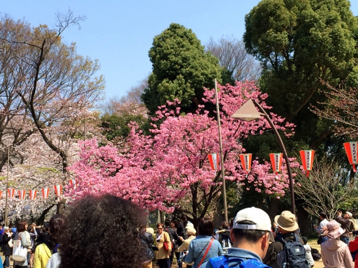 【日本 東京】私房賞櫻景點大公開(上)