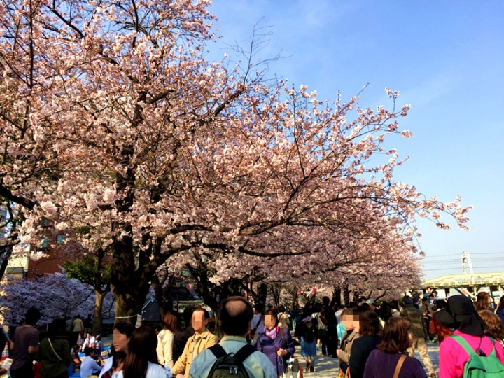 【日本 東京】私房賞櫻景點大公開(上)