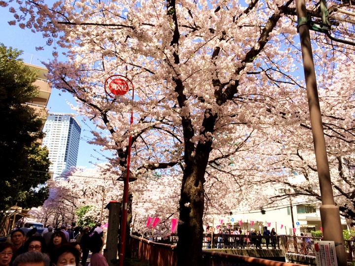 【日本 東京】私房賞櫻景點大公開(上)