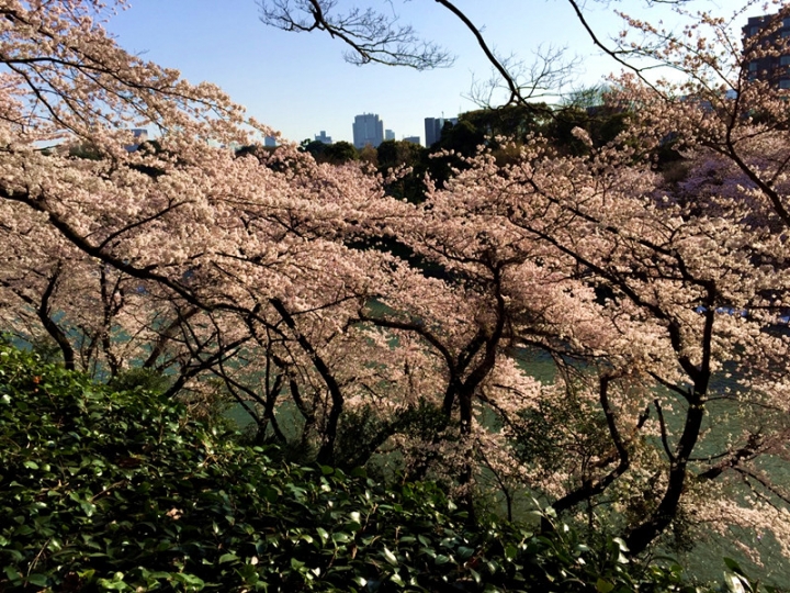 【日本 東京】私房賞櫻景點大公開(上)