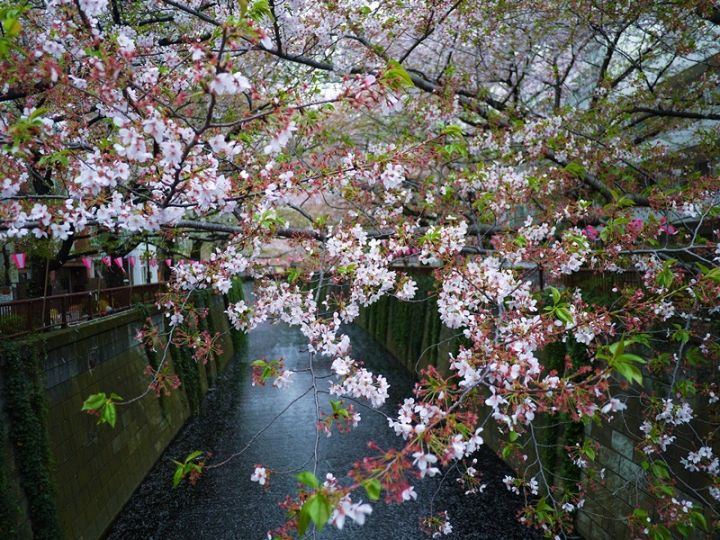 【日本 東京】私房賞櫻景點大公開(上)