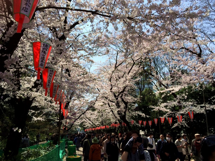 【日本 東京】私房賞櫻景點大公開(上)