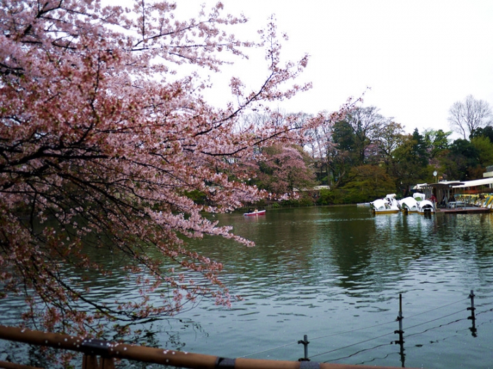 【日本 東京】私房賞櫻景點大公開(下)-小金井、井之頭、吉祥寺