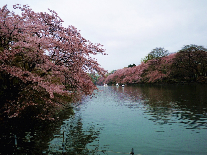 【日本 東京】私房賞櫻景點大公開(下)-小金井、井之頭、吉祥寺