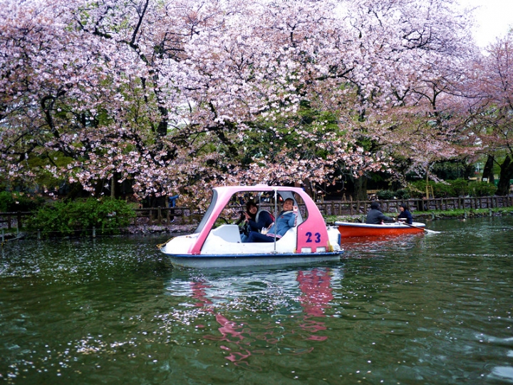 【日本 東京】私房賞櫻景點大公開(下)-小金井、井之頭、吉祥寺