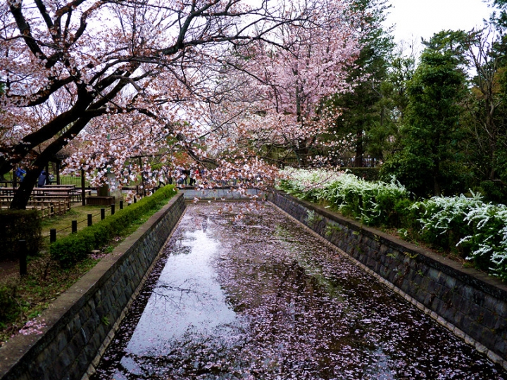 【日本 東京】私房賞櫻景點大公開(下)-小金井、井之頭、吉祥寺