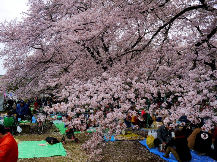 【日本 東京】私房賞櫻景點大公開(下)-小金井、井之頭、吉祥寺