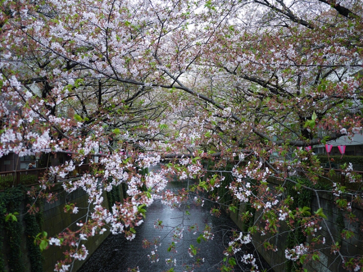 【日本 東京】私房賞櫻景點大公開(上)