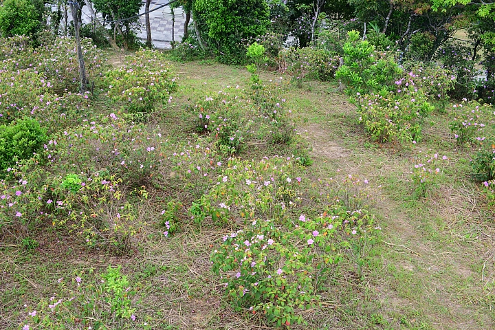這裏真的美,您一定要來!高士神社公園野牡丹花盛開像天堂!