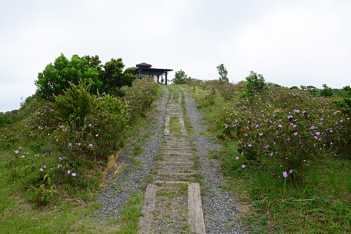 這裏真的美,您一定要來!高士神社公園野牡丹花盛開像天堂!