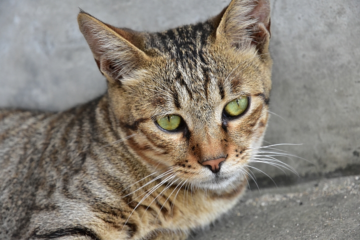 Wi-Fi及NFC導入 畫質對焦再精進‧Nikon D7200