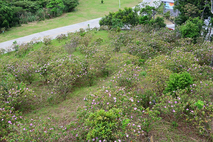 這裏真的美,您一定要來!高士神社公園野牡丹花盛開像天堂!