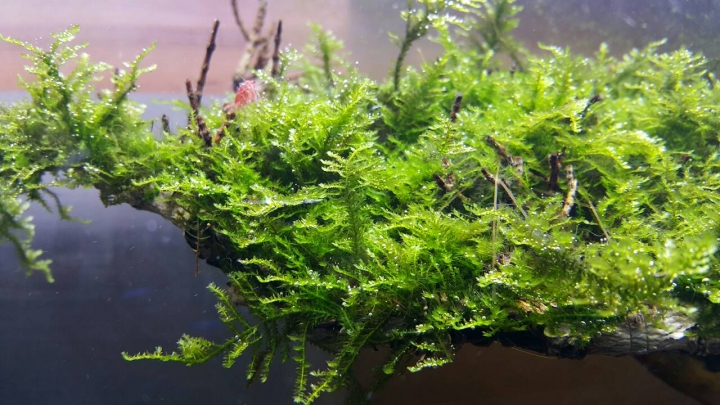 剛玩一個月的水草缸 矮珍珠不漂亮