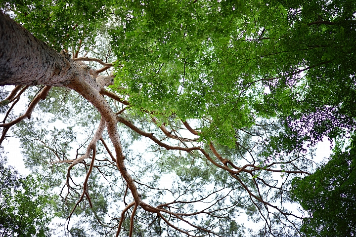 Sony Distagon T* FE 35mm F1.4 ZA 測試報告!