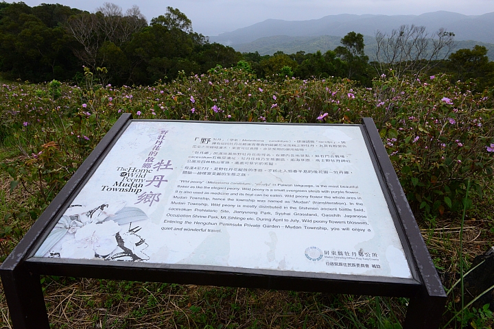 這裏真的美,您一定要來!高士神社公園野牡丹花盛開像天堂!