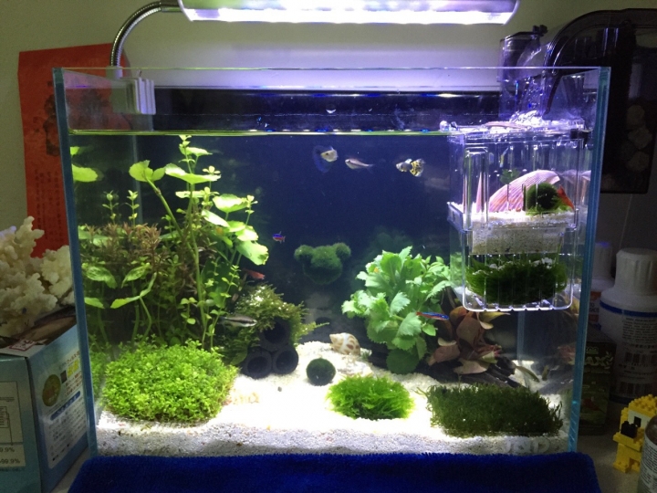 新手養缸疑問