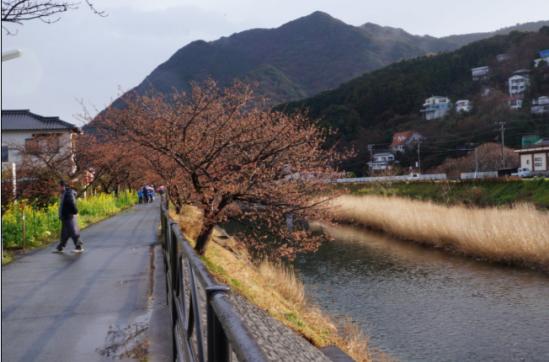 百順旅行社不開心 日本東京團過程