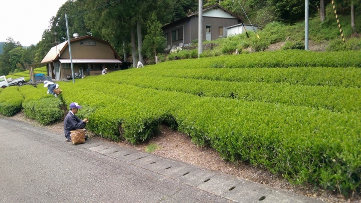 春遊日本富士五湖---身心靈享受的單車旅遊