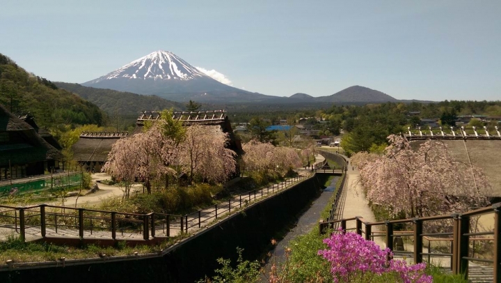 春遊日本富士五湖---身心靈享受的單車旅遊