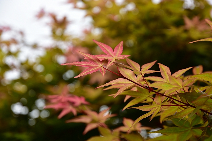 Wi-Fi及NFC導入 畫質對焦再精進‧Nikon D7200