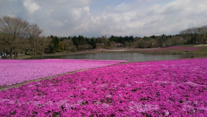 春遊日本富士五湖---身心靈享受的單車旅遊