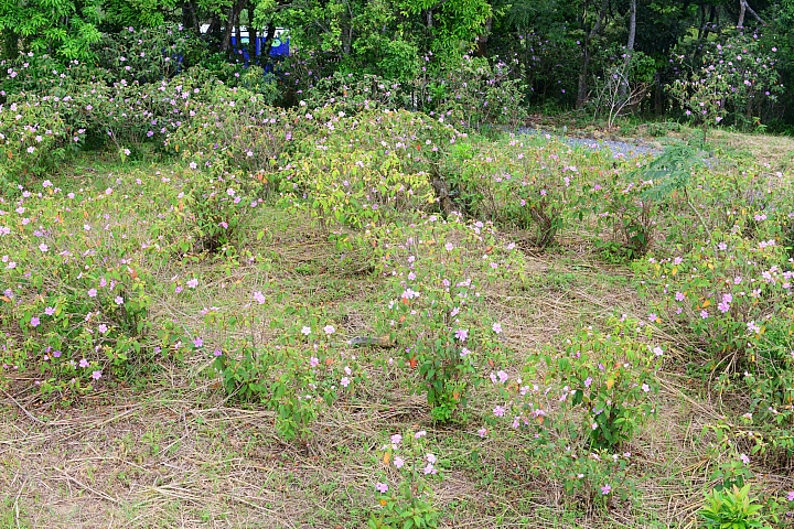這裏真的美,您一定要來!高士神社公園野牡丹花盛開像天堂!
