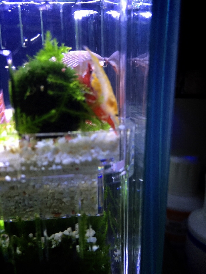 新手養缸疑問