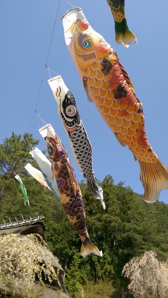 春遊日本富士五湖---身心靈享受的單車旅遊