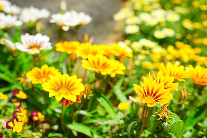 Sony Distagon T* FE 35mm F1.4 ZA 測試報告!