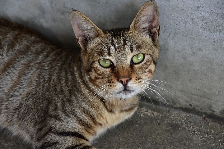 Wi-Fi及NFC導入 畫質對焦再精進‧Nikon D7200