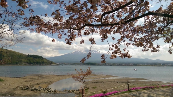 春遊日本富士五湖---身心靈享受的單車旅遊