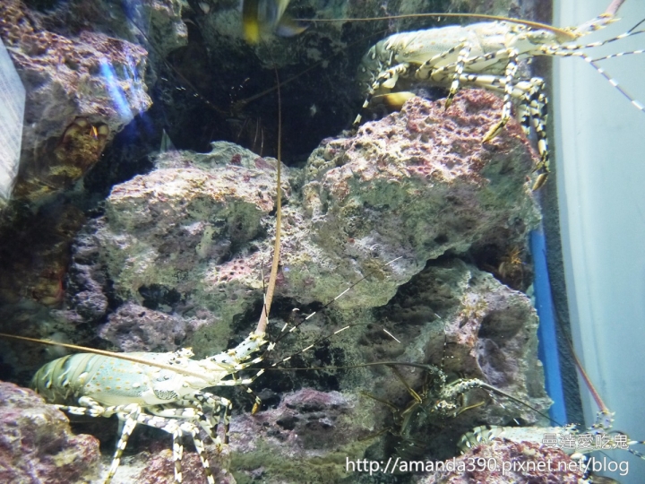 【日本景點】沖繩 美麗海水族館 ● 徜徉在水藍色海底世界 ❤❤