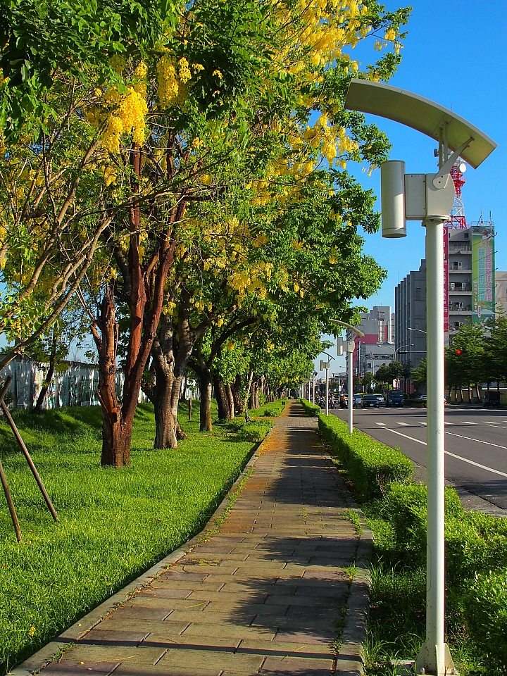 台糖大壁畫阿勃勒盛開真美,往前看台糖小火車,吃冰涼台糖的冰。