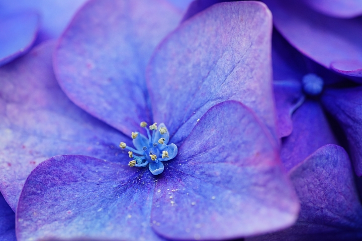 微距之眼‧Sony FE 90mm f/2.8 Macro G OSS