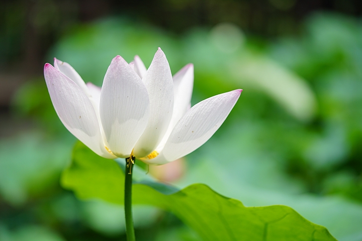 微距之眼‧Sony FE 90mm f/2.8 Macro G OSS