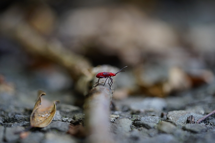 微距之眼‧Sony FE 90mm f/2.8 Macro G OSS