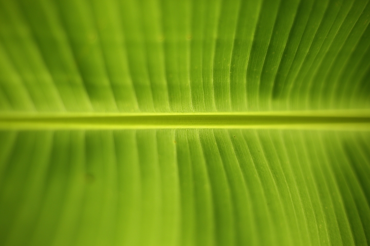 平價大光圈定焦鏡‧Canon EF 50mm f/1.8 STM
