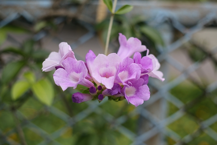 平價大光圈定焦鏡‧Canon EF 50mm f/1.8 STM