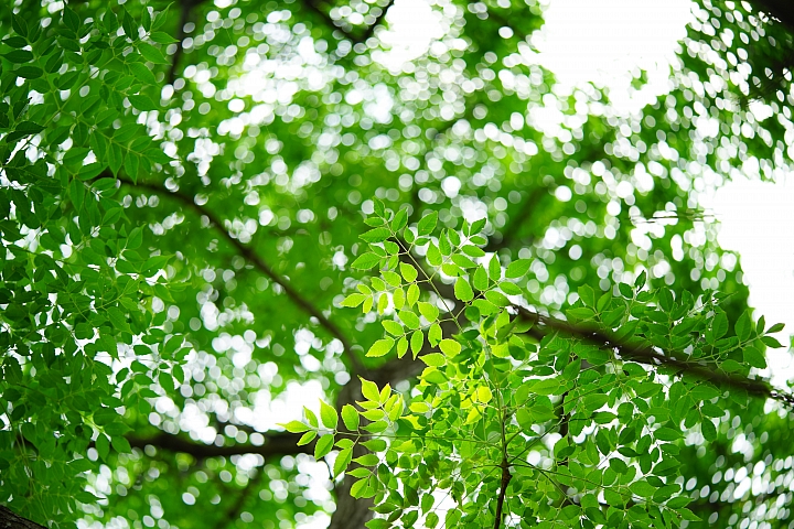 微距之眼‧Sony FE 90mm f/2.8 Macro G OSS