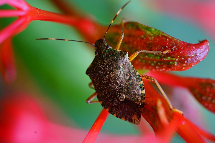 微距之眼‧Sony FE 90mm f/2.8 Macro G OSS