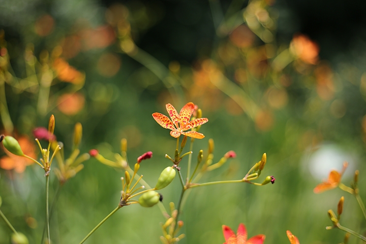 平價大光圈定焦鏡‧Canon EF 50mm f/1.8 STM