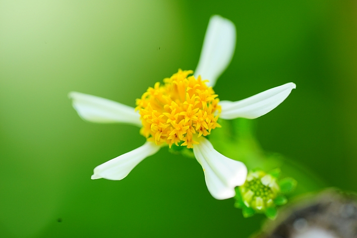 微距之眼‧Sony FE 90mm f/2.8 Macro G OSS