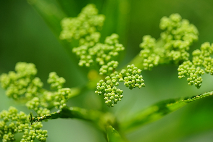 微距之眼‧Sony FE 90mm f/2.8 Macro G OSS